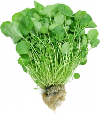 58% OFF on E-plant Watercress seeds Watercress Seed 50 per packet
