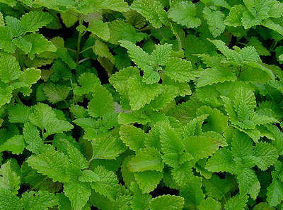 58% OFF on E-plant Lemonbalm seeds Lemonbalm Seed 50 per packet
