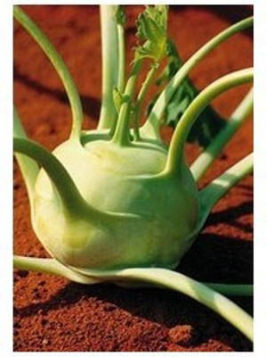 Agricart AGRI203 Knol Knol Seed 50 per packet Agricart AGRI203 Knol Knol Seed 50 per packet