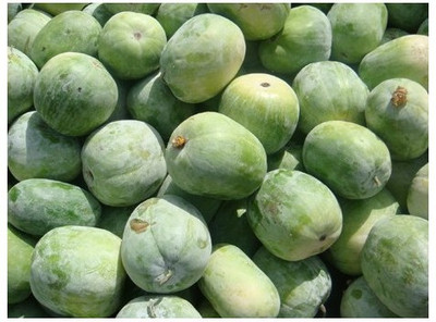 Agricart AGRI210 Ashgourd Seed 50 per packet Agricart AGRI210 Ashgourd Seed 50 per packet