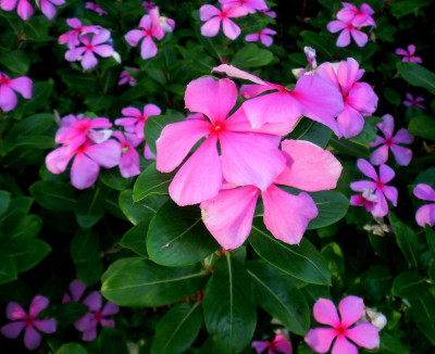 65% OFF on E-Plant Vinca summer Vinca Seed 50 per packet