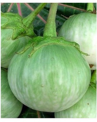 Agricart AGRI233 Egg Plant Green Seed 50 per packet