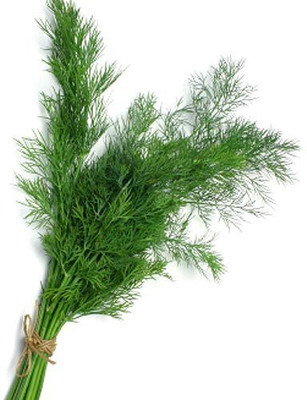 58% OFF on E-Plant Dill all seasons Seed 30 per packet