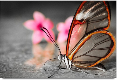 75% OFF on 3D Buterfly Paper Print 75% OFF on 3D Buterfly Paper Print