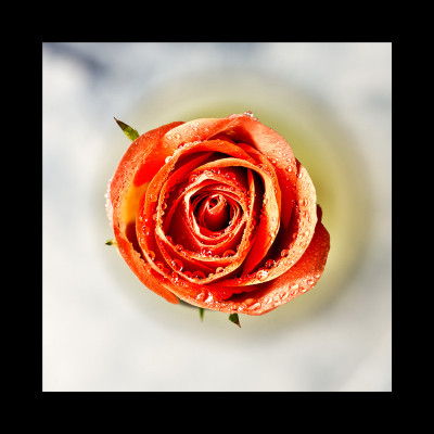 50% OFF on Rose close-up Paper Print 50% OFF on Rose close-up Paper Print