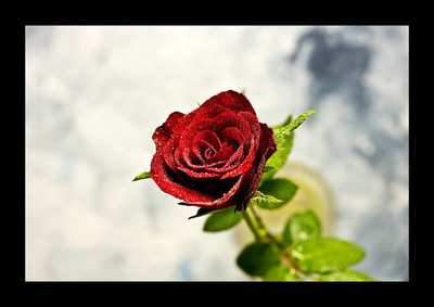 50% OFF on Rose close-up Paper Print 50% OFF on Rose close-up Paper Print