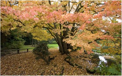 Chardi Kala Season of Love Framed Canvas Art Chardi Kala Season of Love Framed Canvas Art