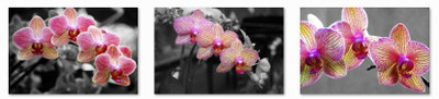 33% OFF on hybrid orchids Fine Prints Fine Art Print