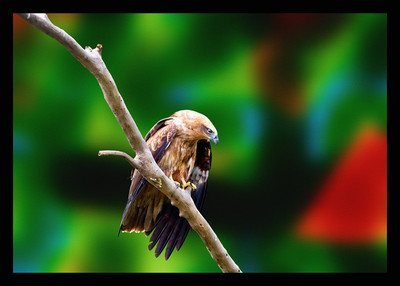 50% OFF on Eagle 06 Canvas Art