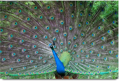34% OFF on Amy Beautiful Peacock Dancing in The Monsoons 3D Poster 34% OFF on Amy Beautiful Peacock Dancing in The Monsoons 3D Poster