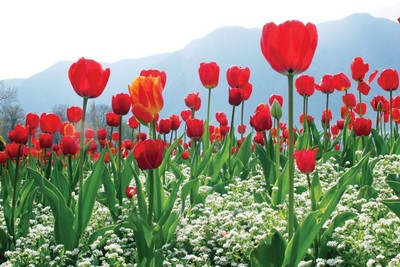 70% OFF on 130216Flower Poster Photographic Paper