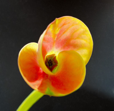 50% OFF on Colourful Flowers Canvas Art