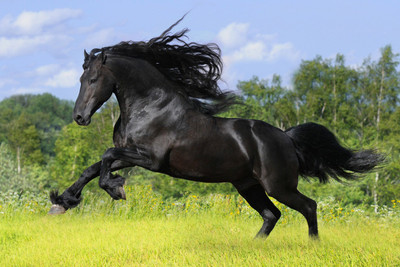 50% OFF on Black Horse Poster Paper Print