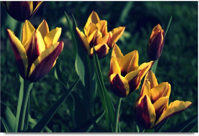 34% OFF on Amy Vintage Red And Yellow Flower Paper Print 34% OFF on Amy Vintage Red And Yellow Flower Paper Print