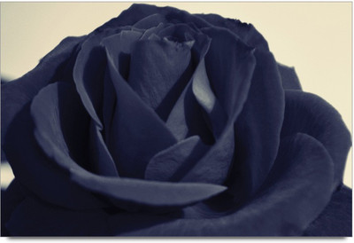 34% OFF on Black Rose Paper Print 34% OFF on Black Rose Paper Print