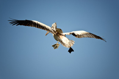 Pelican Landing , Canvas Art Pelican Landing , Canvas Art
