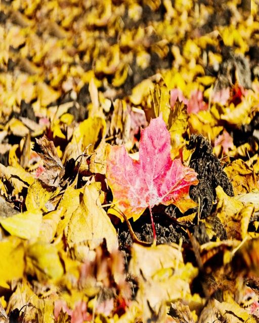 3% OFF on Wonder Images Autum Leaves with Back Framing Canvas Art