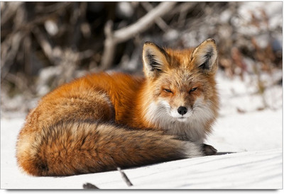 34% OFF on Amy Beautiful House And Black Car Paper Print