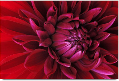 34% OFF on Amy Pink Rose with Personified Beauty 3D Poster