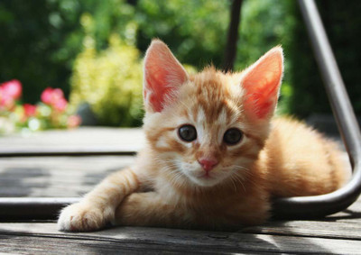 53% OFF on Cat Paper Print