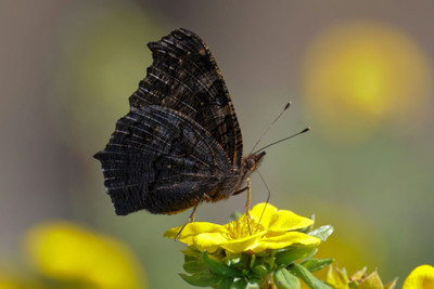 4% OFF on Aura - Black Butterfly Paper Print