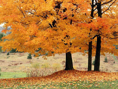 43% OFF on Elite Collection Painting without Frame Autumn92 Canvas Art