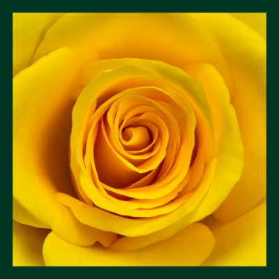 50% OFF on Rose Yellow Paper Print