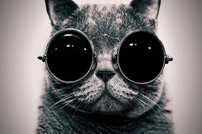 62% OFF on Cool Cat Poster Photographic Paper 62% OFF on Cool Cat Poster Photographic Paper