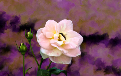 50% OFF on Colourful Flowers 61 Paper Print