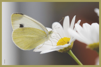 16% OFF on Shopisky Butterfly White Large Cabbage Ling Food Intake Paper Print