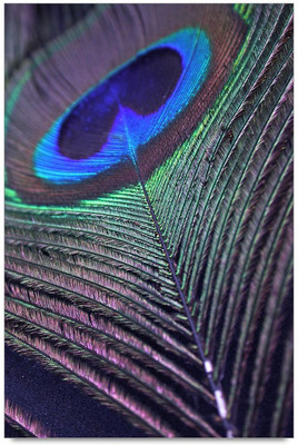 53% OFF on Beautiful Feather Picture Laminated Poster Paper Print 53% OFF on Beautiful Feather Picture Laminated Poster Paper Print