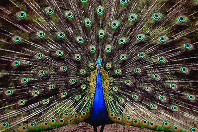 75% OFF on AMY Beautiful Dancing Peacock 3D Poster