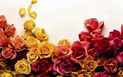 73% OFF on Roses Photographic Paper 73% OFF on Roses Photographic Paper