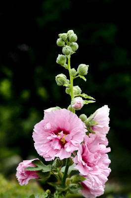 50% OFF on Colourful Flowers 109 Paper Print