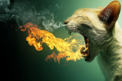62% OFF on Fire Cat Poster Photographic Paper