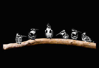 50% OFF on Kingfisher 02 Paper Print