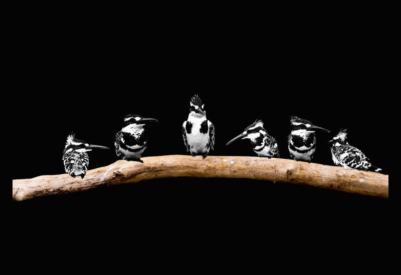 50% OFF on Kingfisher 02 Paper Print