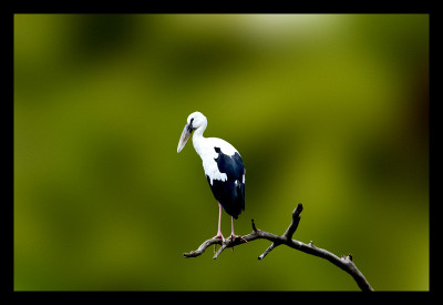 50% OFF on A loner Paper Print