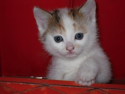 16% OFF on White Kitten With Sparkling Eyes Poster Paper Print