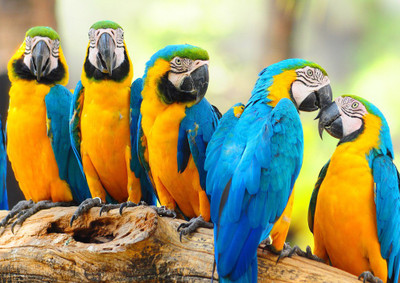 Parrots Fine Art Print