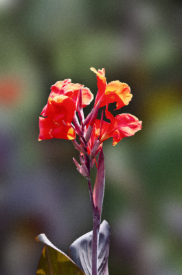 50% OFF on Colourful Flowers Canvas Art