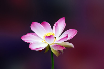 50% OFF on Colourful Flowers Paper Print 50% OFF on Colourful Flowers Paper Print