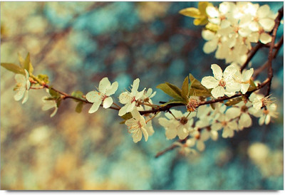 53% OFF on White Blossom Flower Branch Laminated Poster Paper Print