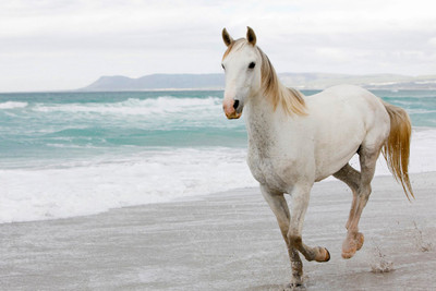37% OFF on White Horse in Sea Poster Paper Print
