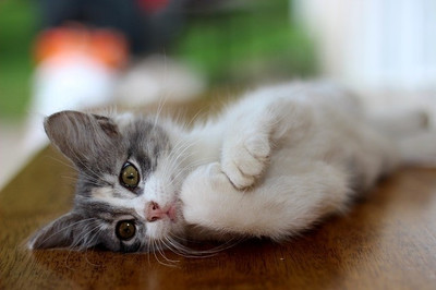 16% OFF on Cute Cat With Flickering Eyes Poster Paper Print 16% OFF on Cute Cat With Flickering Eyes Poster Paper Print