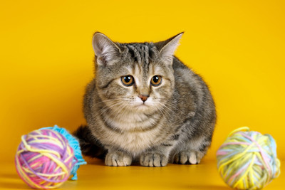 31% OFF on Just Cute - Wild Cat Paper Print 31% OFF on Just Cute - Wild Cat Paper Print