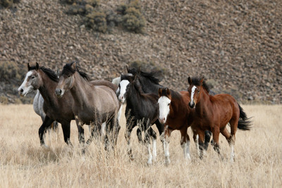 37% OFF on Running Horses Poster Paper Print