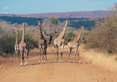 47% OFF on Giraffes Fine Art Print 47% OFF on Giraffes Fine Art Print