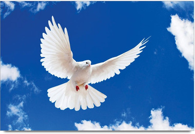 34% OFF on Amy Beauty Dove Bird Cute Pretty 3D Poster 34% OFF on Amy Beauty Dove Bird Cute Pretty 3D Poster