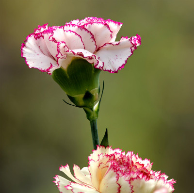 50% OFF on Pink and Canvas Art